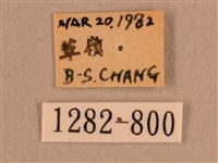 背線天蛾藏品圖，第3張