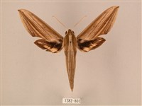 棕綠背線天蛾藏品圖，第1張