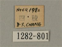 棕綠背線天蛾藏品圖，第3張