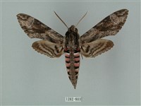 蝦殼天蛾藏品圖，第1張