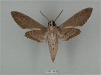 蝦殼天蛾藏品圖，第2張