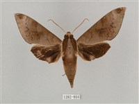 鋸線天蛾藏品圖，第1張