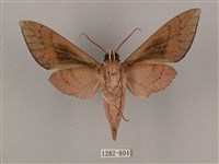 鋸線天蛾藏品圖，第2張