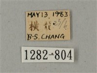 鋸線天蛾藏品圖，第3張