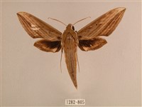 背線天蛾藏品圖，第1張