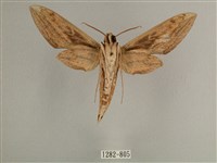 背線天蛾藏品圖，第2張