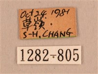 背線天蛾藏品圖，第3張