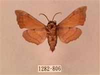 楓天蛾藏品圖，第2張