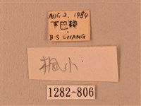 楓天蛾藏品圖，第3張