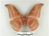 紅目天蠶蛾藏品圖，第2張