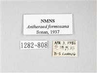 紅目天蠶蛾藏品圖，第3張