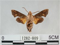 三角凹緣天蛾藏品圖，第2張