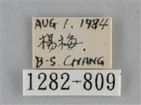 三角凹緣天蛾藏品圖，第3張