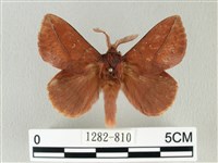 棕斜帶枯葉蛾藏品圖，第1張