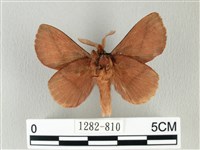 棕斜帶枯葉蛾藏品圖，第2張