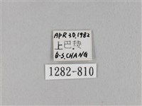 棕斜帶枯葉蛾藏品圖，第3張