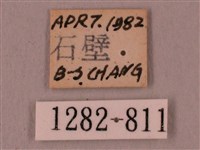 桃紅六點天蛾藏品圖，第3張