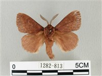 馬尾松枯葉蛾藏品圖，第1張