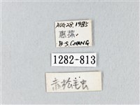 馬尾松枯葉蛾藏品圖，第3張