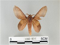 緣斑枯葉蛾藏品圖，第1張