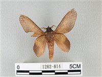 緣斑枯葉蛾藏品圖，第2張