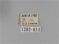 緣斑枯葉蛾藏品圖，第3張