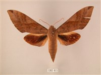 波紋豆天蛾藏品圖，第1張