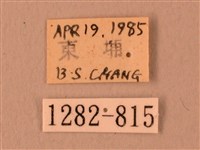 波紋豆天蛾藏品圖，第3張