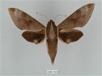 鋸線天蛾藏品圖，第1張