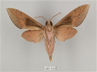 鋸線天蛾藏品圖，第2張