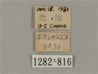 鋸線天蛾藏品圖，第3張