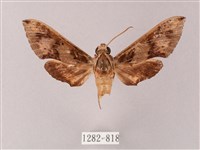 雙斑白肩天蛾藏品圖，第1張