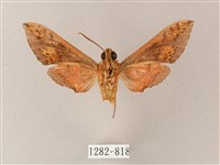 雙斑白肩天蛾藏品圖，第2張