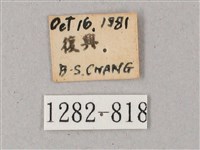 雙斑白肩天蛾藏品圖，第3張