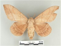 松大毛蟲藏品圖，第1張