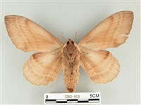 松大毛蟲藏品圖，第2張