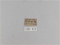 松大毛蟲藏品圖，第3張