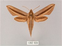 單斜紋天蛾藏品圖，第1張