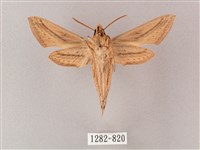 單斜紋天蛾藏品圖，第2張