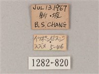 單斜紋天蛾藏品圖，第3張