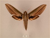 棕綠背線天蛾藏品圖，第1張