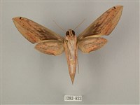 棕綠背線天蛾藏品圖，第2張