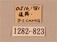 棕綠背線天蛾藏品圖，第3張