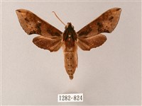 雙斑白肩天蛾藏品圖，第1張