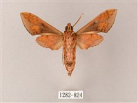 雙斑白肩天蛾藏品圖，第2張