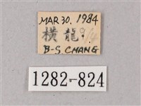 雙斑白肩天蛾藏品圖，第3張