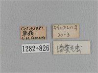 青枯葉蛾藏品圖，第3張