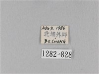 馬尾松枯葉蛾藏品圖，第3張