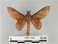 鋸緣枯葉蛾藏品圖，第1張