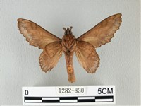 鋸緣枯葉蛾藏品圖，第2張